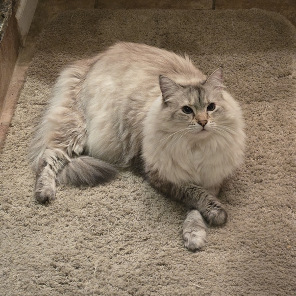 Meet your Posher, Michelle - Picture 6 of 8